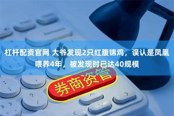 杠杆配资官网 大爷发现2只红腹锦鸡，误认是凤凰喂养4年，被发现时已达40规模
